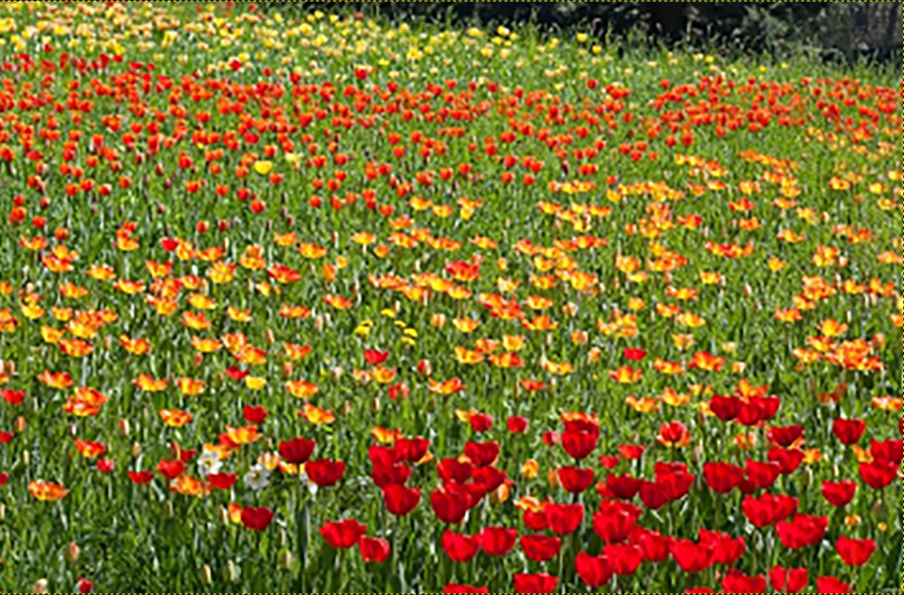 Yin Wood — Flowers